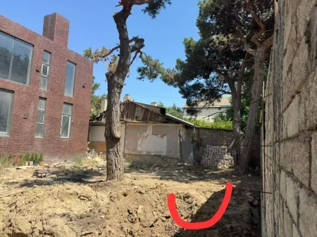 Sabunçuda sağlam ağaclar kökündən çıxarılaraq məhv edilib - FOTOFAKT