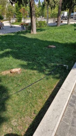 Gəncədə Fikrət Əmirov parkında ağaclar mişarlanır: Ekologiya qurumları niyə susur? FOTO/VİDEO