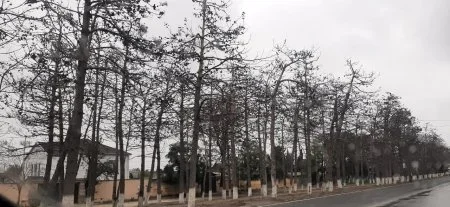 Neftçalada, H.Əliyev prospektində yüzlərlə şam ağacı quruyub